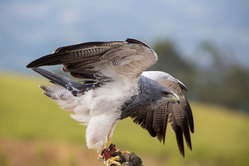 American Bald Eagle landing in Otavalo, Ecuador
