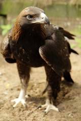 Golden eagle