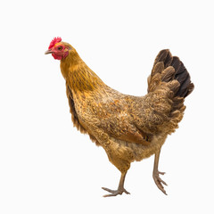 hen isolated