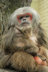 Obraz premium Stump-tailed macaque