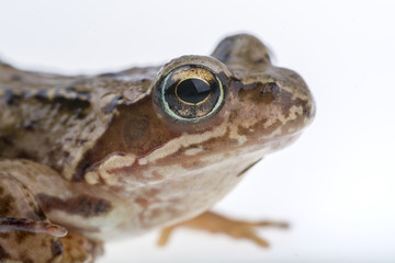 Detail of frog head
