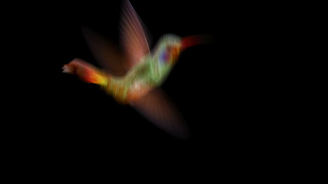 Humming bird on white and black backgrounds with an alpha matte, 3d animation 