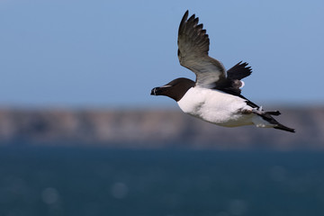 Razorbill in flight with Skomer Island background