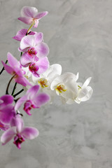 orchids close up