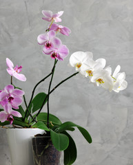 beautiful orchids