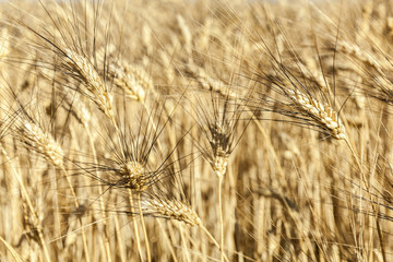 Ears of wheat in field