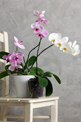 still life with orchids