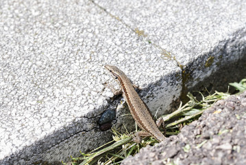 European wall lizard (Podarcis muralis) sunning