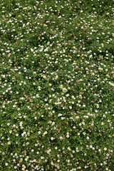 little daisy field with top angle