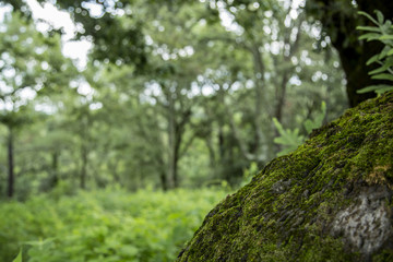 Fototapeta premium Green forest