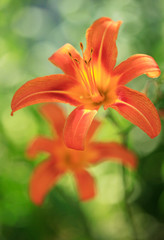 orange lilies