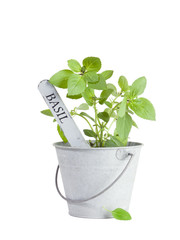 basil plant in tin bucket isolated