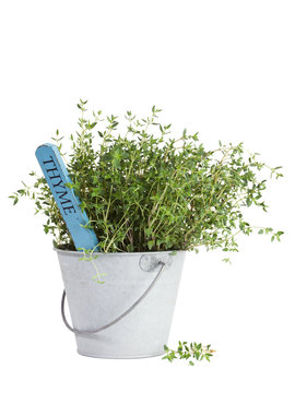 Thyme plant in tin bucket isolated