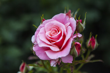 Rose in Hever Castle Gardens