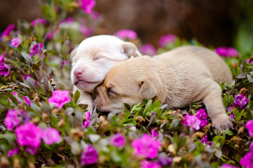 two newborn puppies lying on flowers © otsphoto