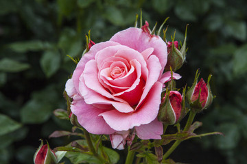 Rose in Hever Castle Gardens