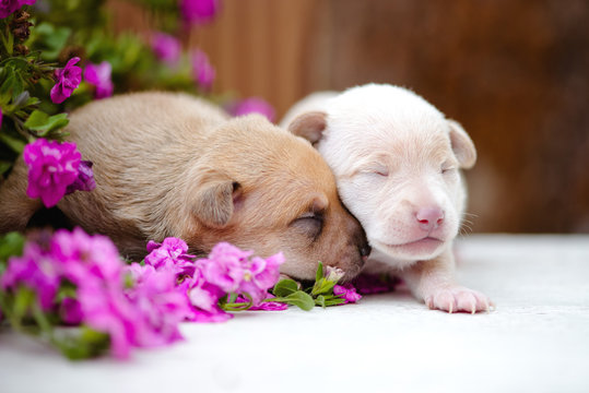 Two Newborn Puppies Portrait