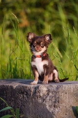 adorable long haired chihuahua puppy sitting outdoors