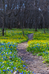 beautiful forest glade