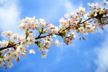 Obraz premium Beautiful pink cherry blossom in Vilnius city