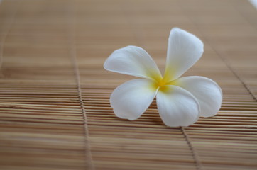 Obraz na płótnie Canvas plumeria,flowers,color,wall,background,tropical,white,nature,tree,blooming,beauty,yellow