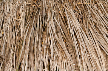 Close up thatch roof background, hay or dry grass background.