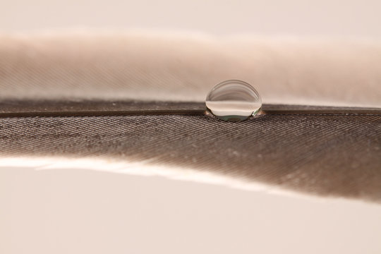 Waterdruppel op een duiven veer