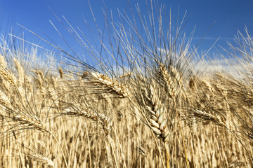 Yellow wheat fields