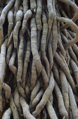 roots,tree,forest,root,garden,green,wall,background,nature,ground,big,plant,old,wood