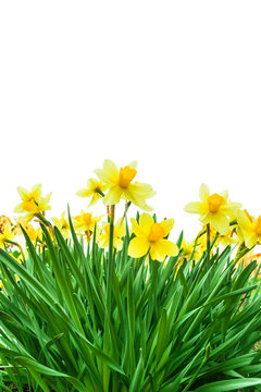 Yellow daffodils isolated in white background, view from below.