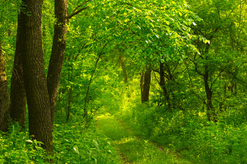 Fototapeta na wymiar green summer forest scene