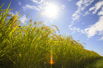 稲穂と青空
