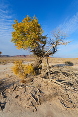 Turanga (Populus pruinosa), east Kazakstan