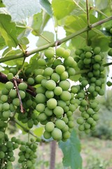 Ripening grapes on the field.