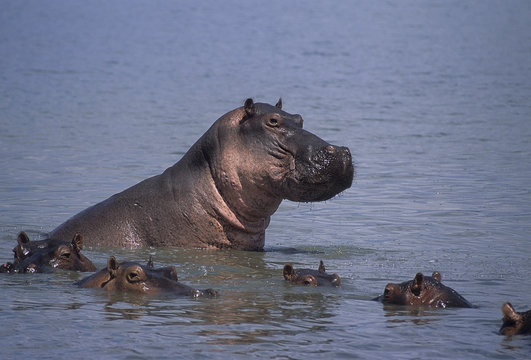 Ippopotamo - Hippopotamus (Hippopotamus amphibius) nel fiume Rufiji del Selous Game Reserve in Tanzania
