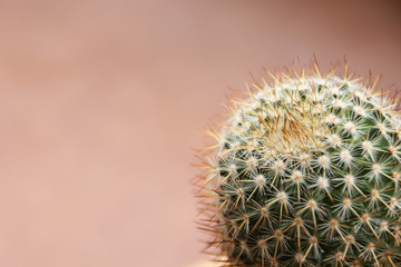 Mammillaria cactus
