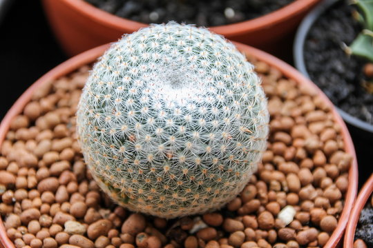 Mammillaria Microthele Cactus