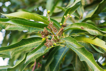 Bunch of young green mango and flowers