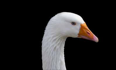 Portrait of a Goose on a black background