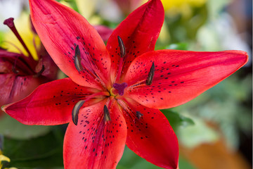 A macro image of a Red Lily