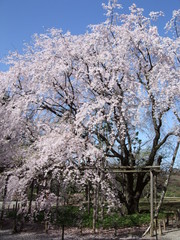 六義園のしだれ桜　Weeping cherry tree in Rikugien Gardens