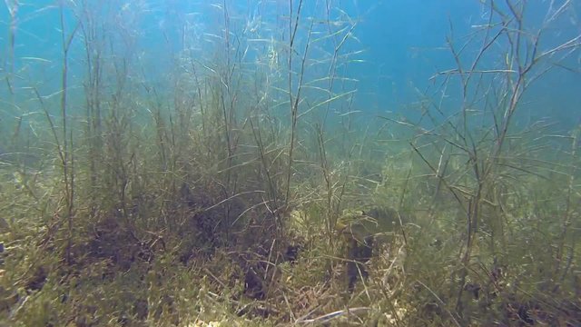 grosser hecht im versteck in einem see
