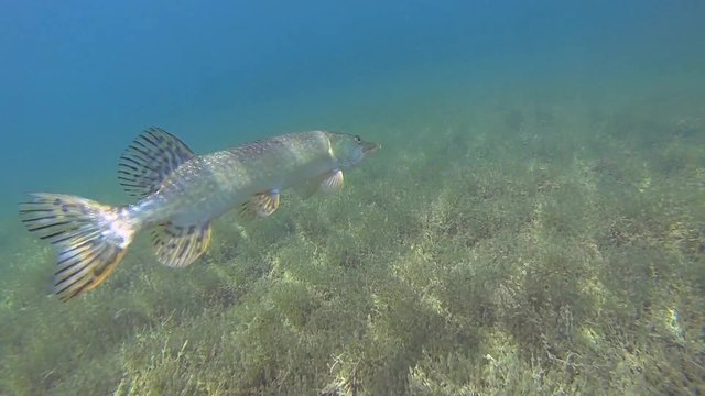 hecht beim tauchen im see ansicht von der seite
