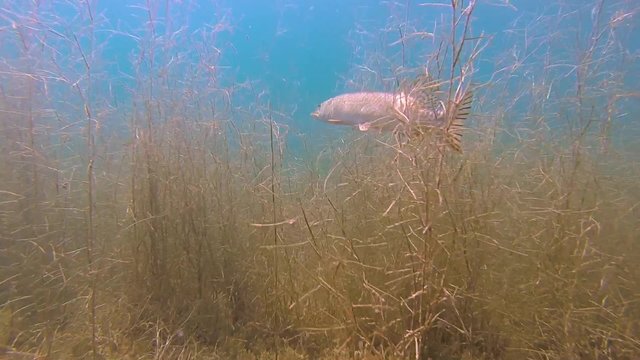 hecht versteckt sich im seegras in einem see
