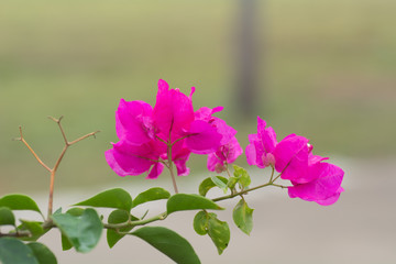 A bouquet of pink flowers on a background blur.