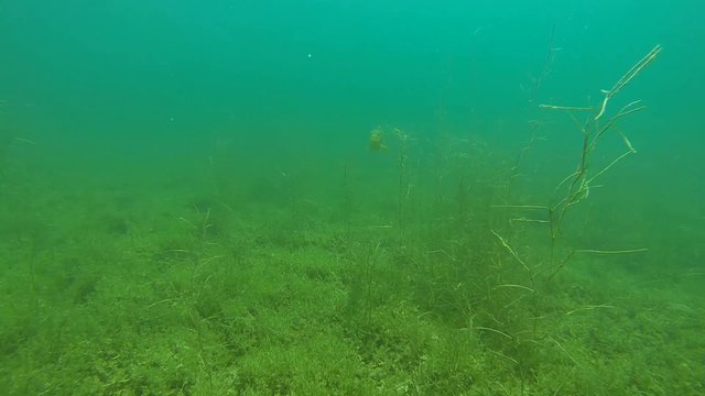 hecht beim tauchen ansicht von vorne im see
