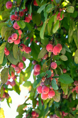 Ripe apples hanging on a tree, Malus Prunifolia