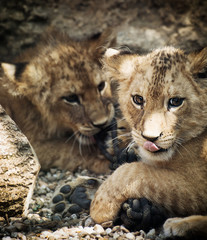 Naklejka na ściany i meble Two cute lion cubs