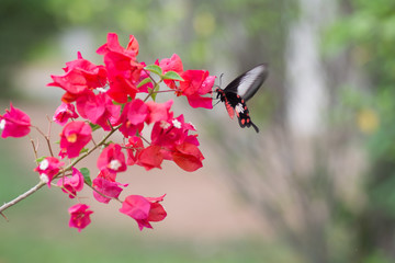 Butterfly sucking nectar from flowers. OnOn Blurred Background