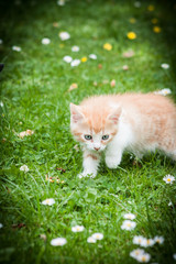 Naklejka na ściany i meble orange a kitten in a grass